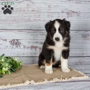 Trex, Miniature Australian Shepherd Puppy